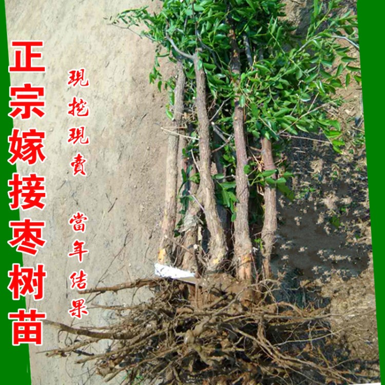 枣树苗活苗沾化冬枣特大盆栽地栽嫁接果树苗南方北方种植当年结果