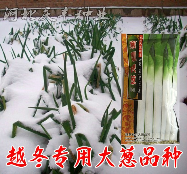 抗低温大葱种子 越冬专用大葱品种寒葱 耐零下16度低温大面积种植