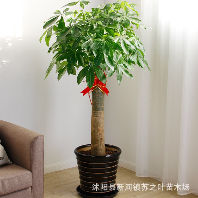 独杆发财树辫子大型植物盆栽室内办公大型绿化观叶植物落地富贵树