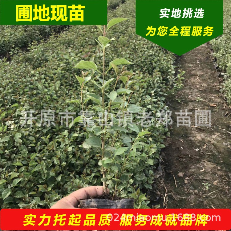 现苗 四季丁香 小叶丁香营养杯苗 紫丁香容器苗 东北绿篱杯苗基地