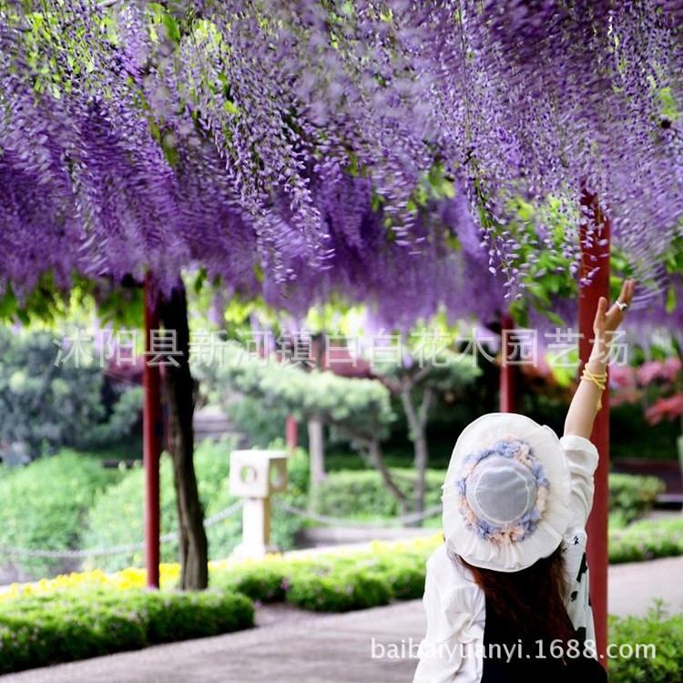 苗圃直销供应批发 紫滕花苗庭院绿化苗木 丰花紫藤树苗 紫藤花苗