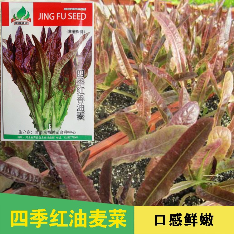 红油麦菜种子 火锅蔬菜 种植容易 叶菜 花紫色 生长迅速春夏播种