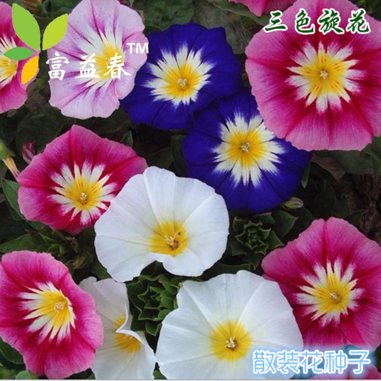 阳台花种子 三色旋花种子混色 蓝色旋花 爬藤极耐寒 观赏花卉种植