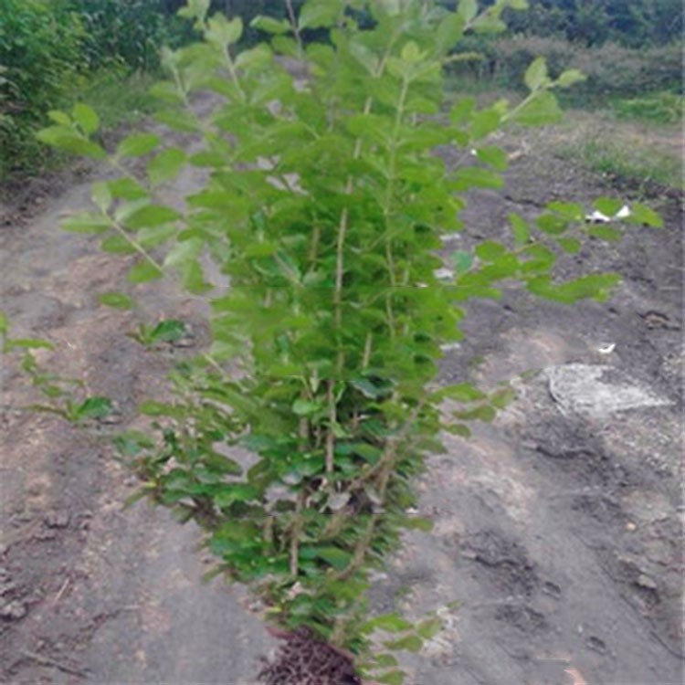 批发各种规格20cm-300cm小叶女贞工程绿化苗木花园绿植灌木丛苗