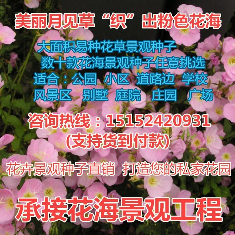 花种子美丽月见草种子多年生宿根花卉种子庭院绿化草种子花籽包邮