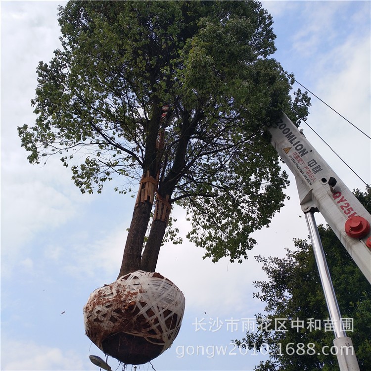 批发供应胸径40公分高度8米苗圃移栽两年的大香樟树形美观价格优