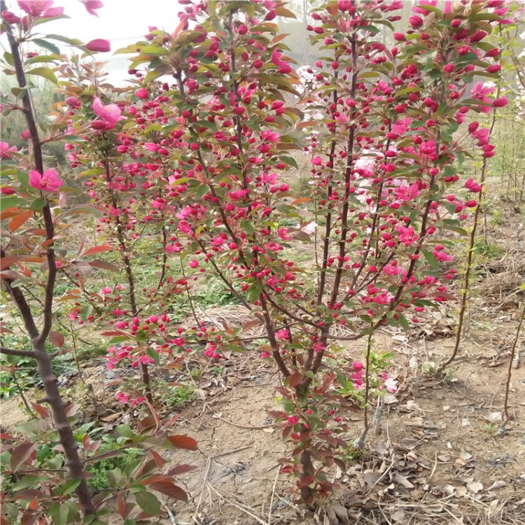 直销北美海棠 西服海棠小苗价格 好成活 质量 有诚信的基地