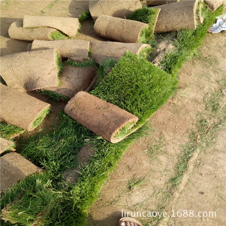 河北草坪基地种植适合河南地区专用草坪抗病强耐践踏成色美观