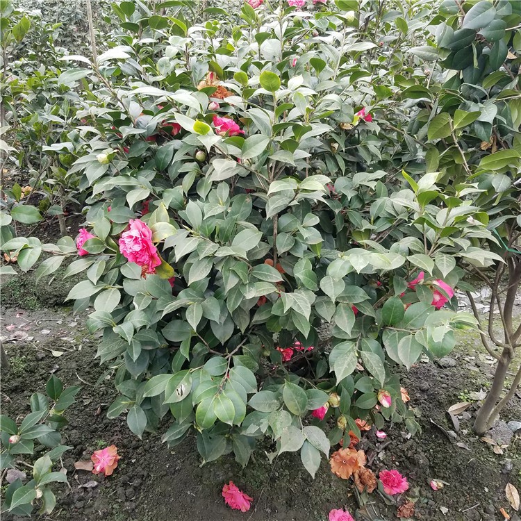 四川成都大量批发 茶花 茶梅 各规格都有货！