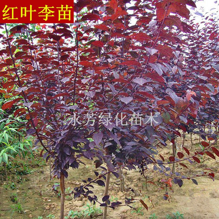 批发园林绿化苗 红叶李苗 庭院花卉植物