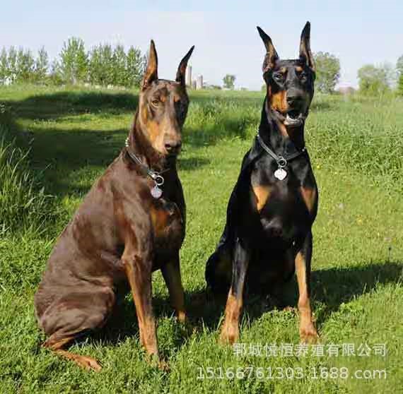 犬舍出售杜宾犬幼犬种柴犬柯基犬德牧犬金毛幼犬狗狗活体宠物狗