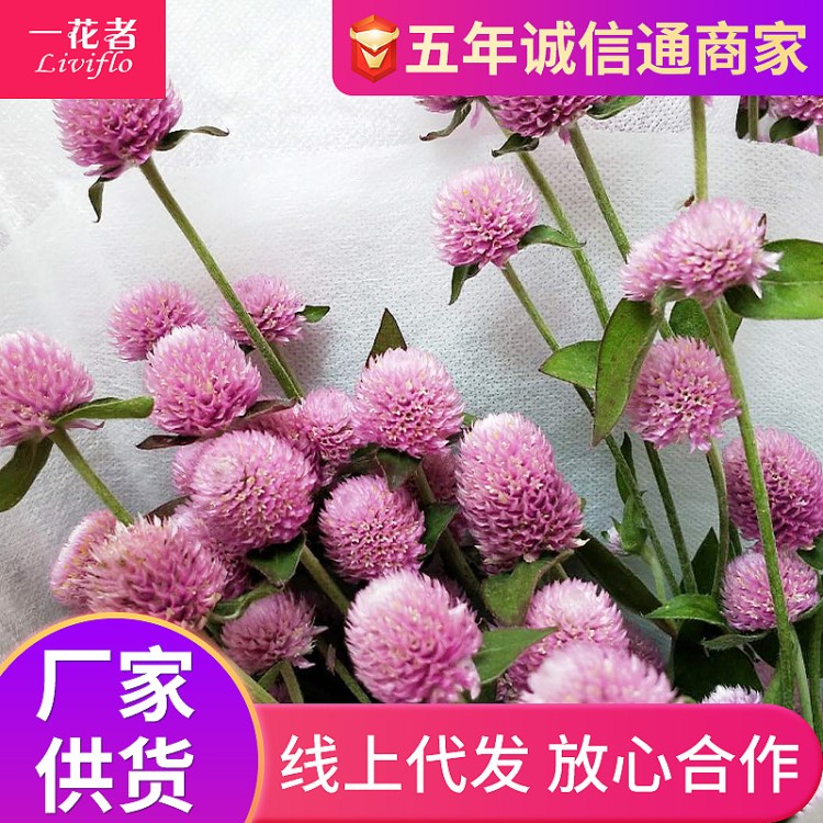 千日红干花束真花材料 云南千日红花头手工干花材永生花加工定制