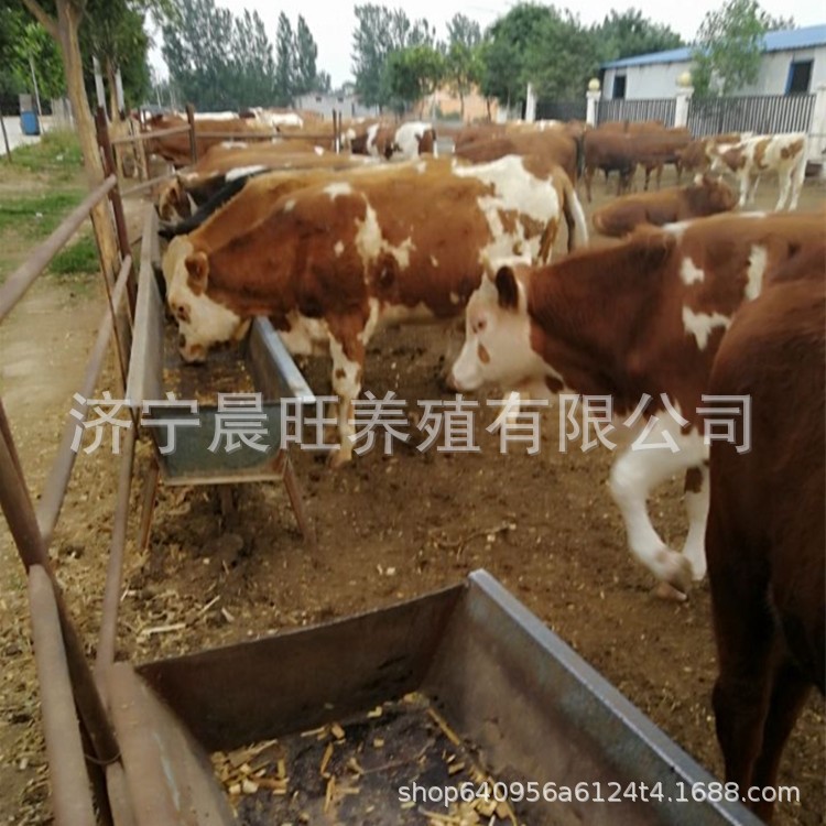 重庆有鲁西黄牛养殖场 肉牛品种 黄牛犊价格