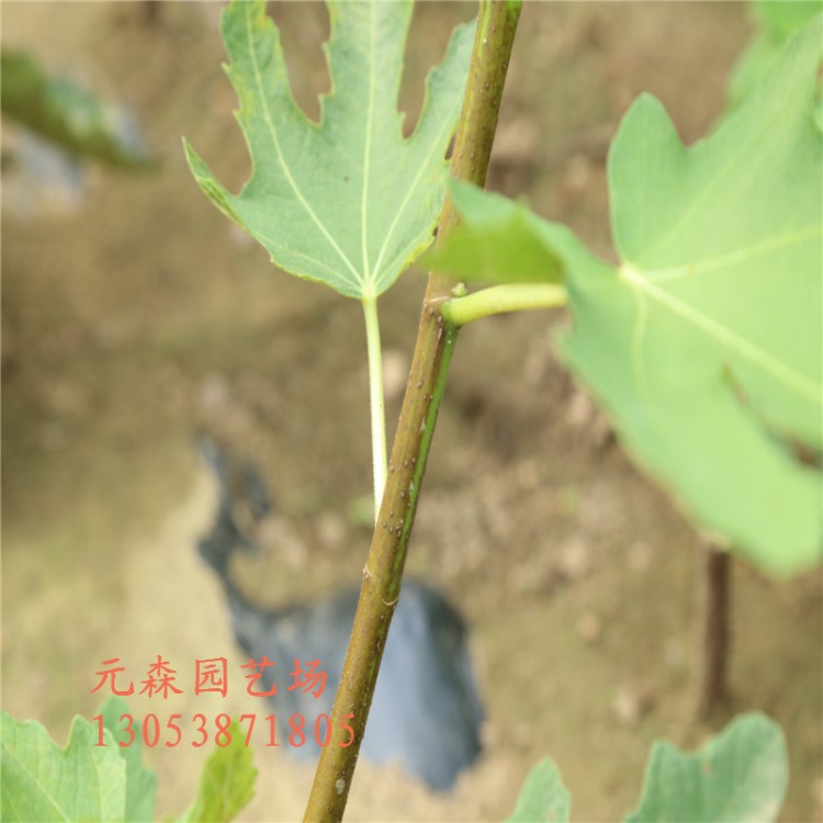 山东无花果种植培育基地长期大连供应无花果 波姬红无花