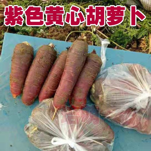 2019新鲜胡萝卜农家紫色胡萝卜带泥胡萝卜1斤蔬菜产地发货包邮