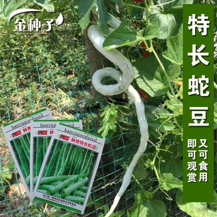 蛇豆蛇瓜种子 蛇形长豆角 秋播种子 四季蔬菜种子秋季种 口感好