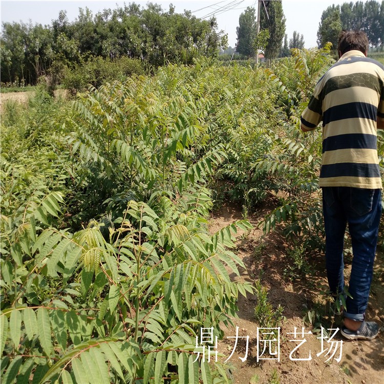 香椿苗种植基地 大棚矮化香椿苗 红油香椿苗价格 可食用香椿树苗