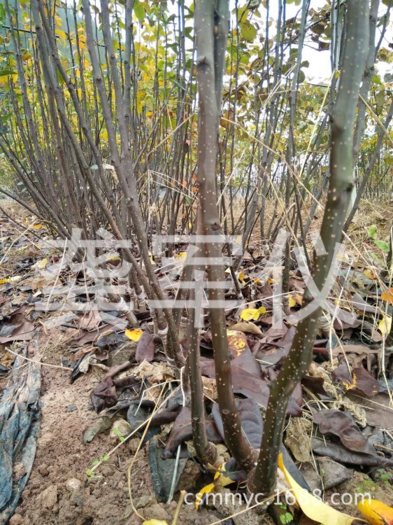 批发果树苗木翠冠梨苗 翠冠梨种苗基地