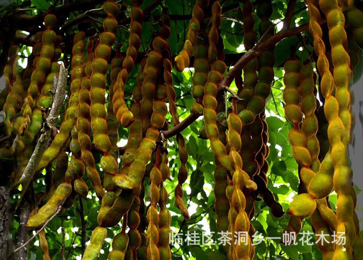 禾雀花棕竹观音竹棕榈椰子蒲葵马尼拉沟叶结缕草矮生百慕大天堂草