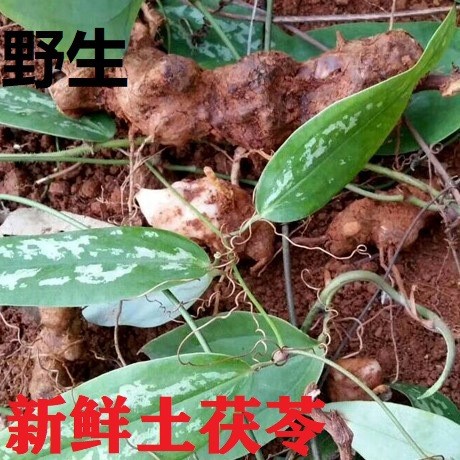 野生土茯苓（中货）现挖脆新鲜土茯苓土茯苓片野生干500g茯