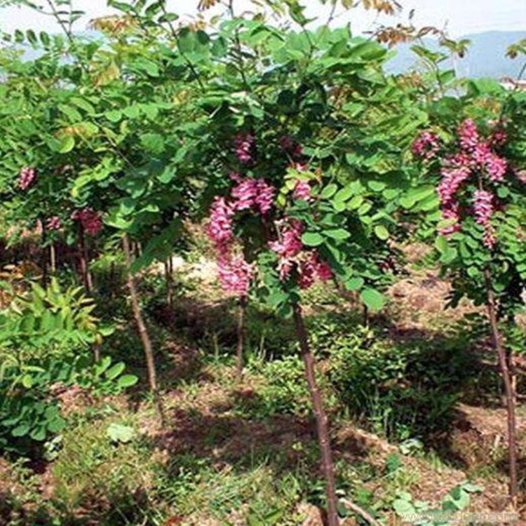 *批发 供应 香花槐小树 红花槐小树 观花植物 绿化工程树