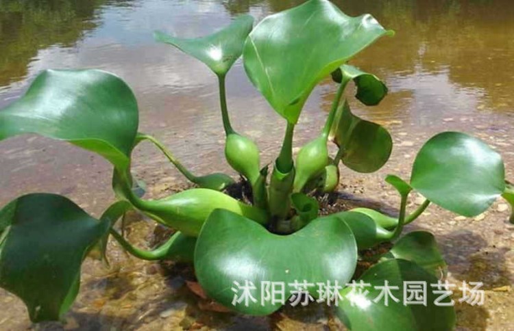 水葫芦水生植物水培绿植凤眼莲水浮莲污水净化布袋莲苗基地直销