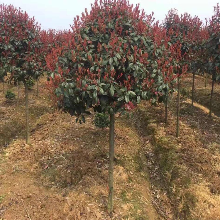 农益自家苗圃供应红叶石楠树 精品高杆红叶石楠树 货源足价格优