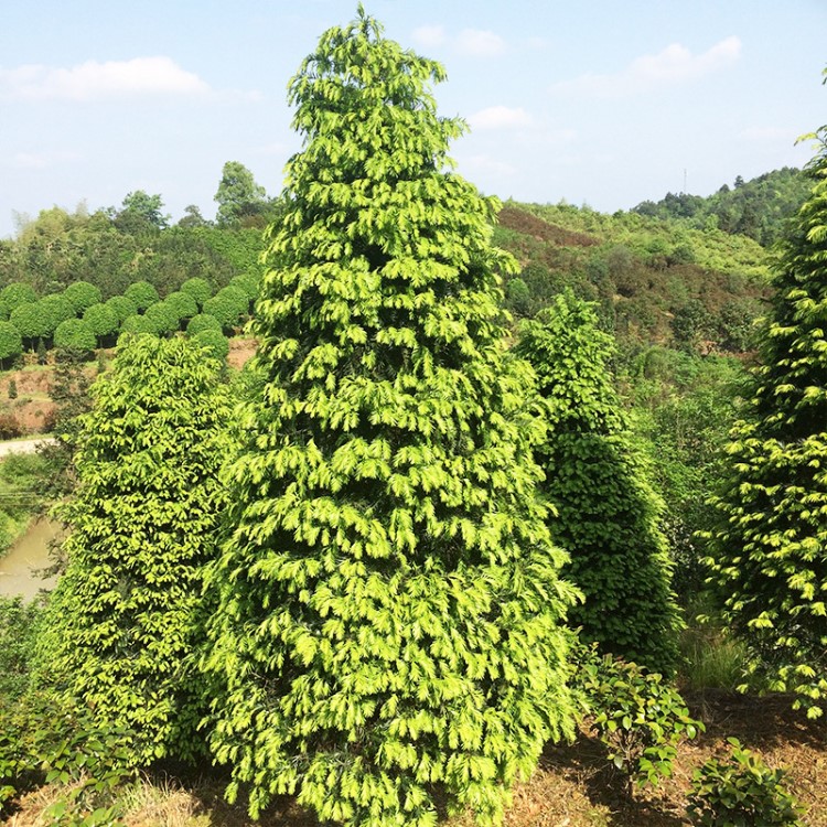 湖南苗木基地供应红豆杉 市政园林绿化红豆杉 价格优 货源足