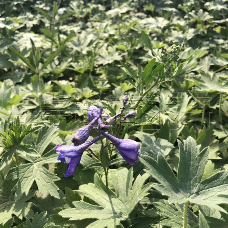 大花飞燕草苗苗圃直供 园林绿化景观工程用苗 大花飞燕草种子批发