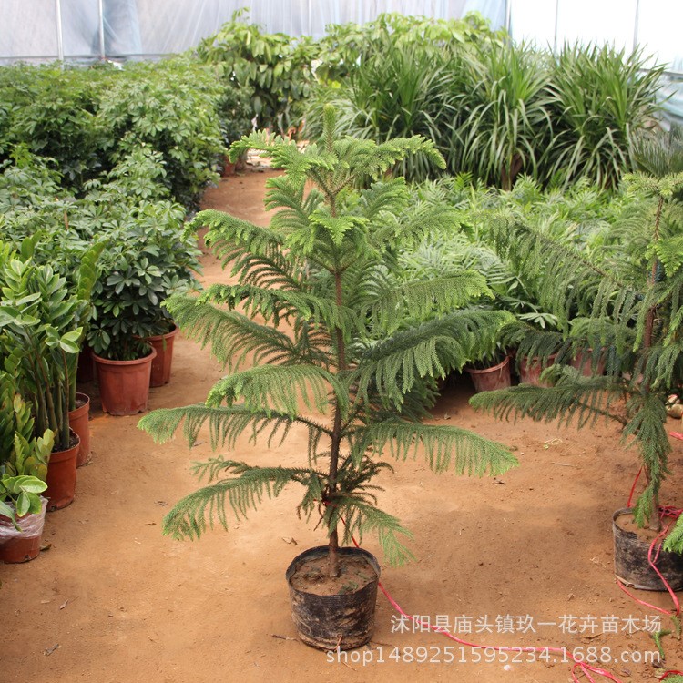 南洋杉盆栽 室内观赏绿植盆栽南阳杉 四季常青观赏盆栽绿植