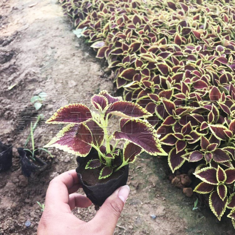 彩叶草苗 地被道路绿化种植四季易种盆栽五色草 工程绿化耐寒绿植