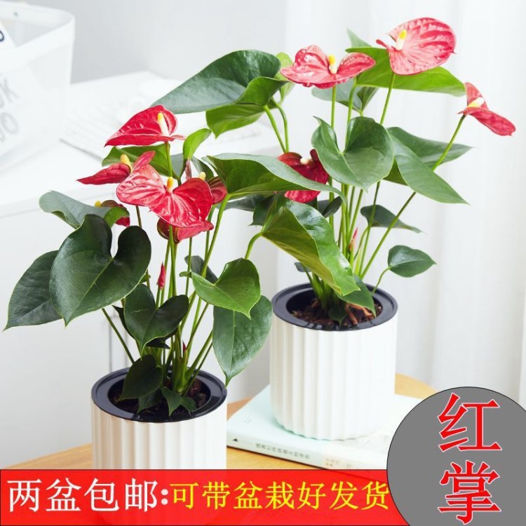 新品绿植 粉掌苗带花 室内盆栽植物 水培红掌绿萝 土培发财树包邮