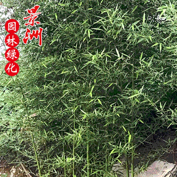 里有卖淡竹 竹苗厂家直销绿篱 园林景观绿化风景区观赏淡竹