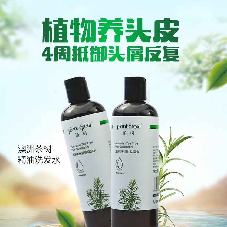 茶树精油洗发水300ml清爽控油顺发植物精华洗发露现货一件代发