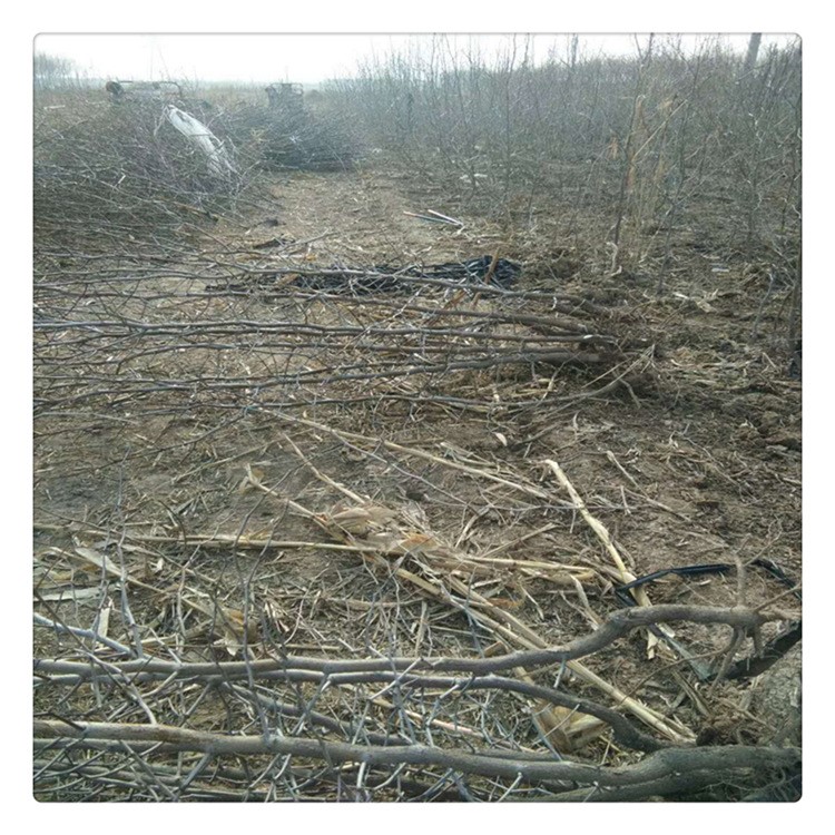 山东酸枣苗基地 早脆枣枣树苗种植技术指导 枣树苗采穗园