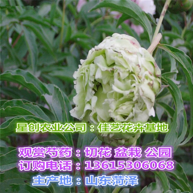 佳艺花卉种植基地直销芍药苗 精品观赏芍药 白芍药