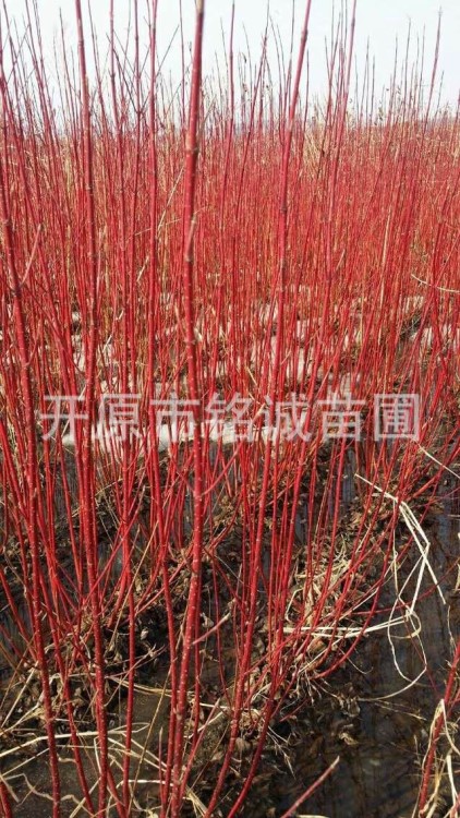 批发经销灌木红瑞木 一年生 二年生3-8分支工程绿篱