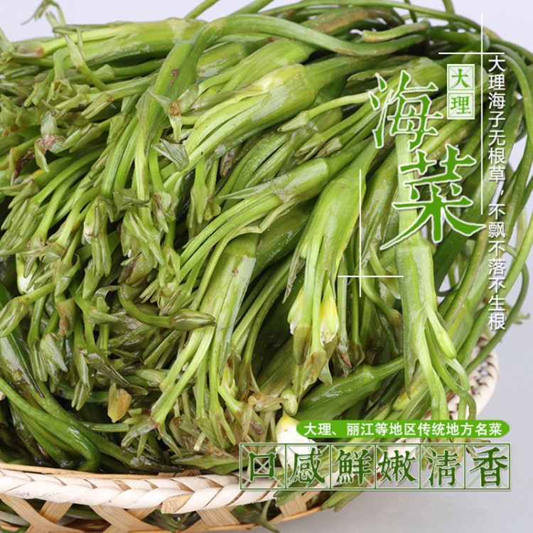 云南大理特产 洱海海菜 非海带 水性杨花海白菜1千克批发特色蔬菜