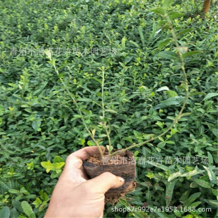 大叶小叶扶芳藤 规格 绿化苗木 山东爬行绿篱植物