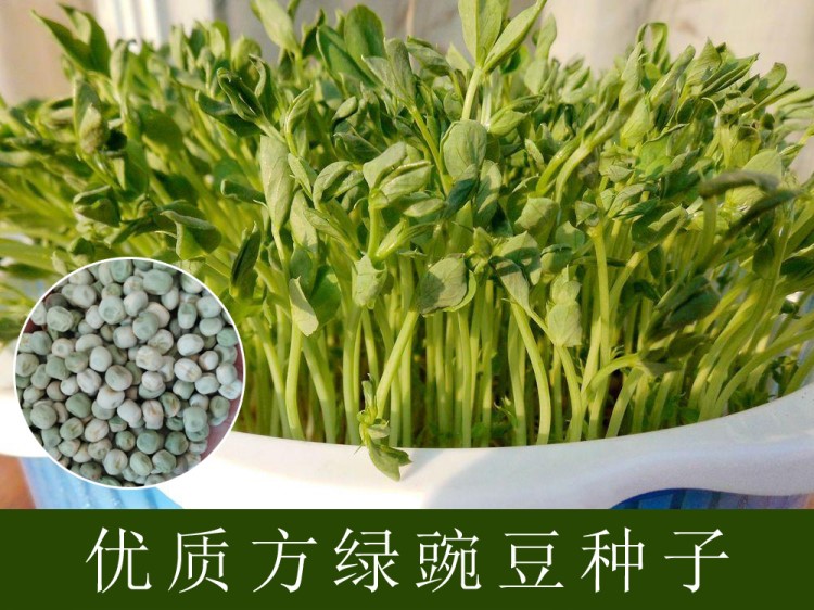 豆芽育苗托盘无土栽培水培蔬菜发芽盆芽苗菜种植方绿豌豆苗种孑籽