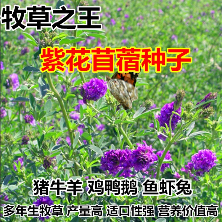 紫花苜蓿草种子 牧草种子多年生南北方净种牛羊兔畜牧草