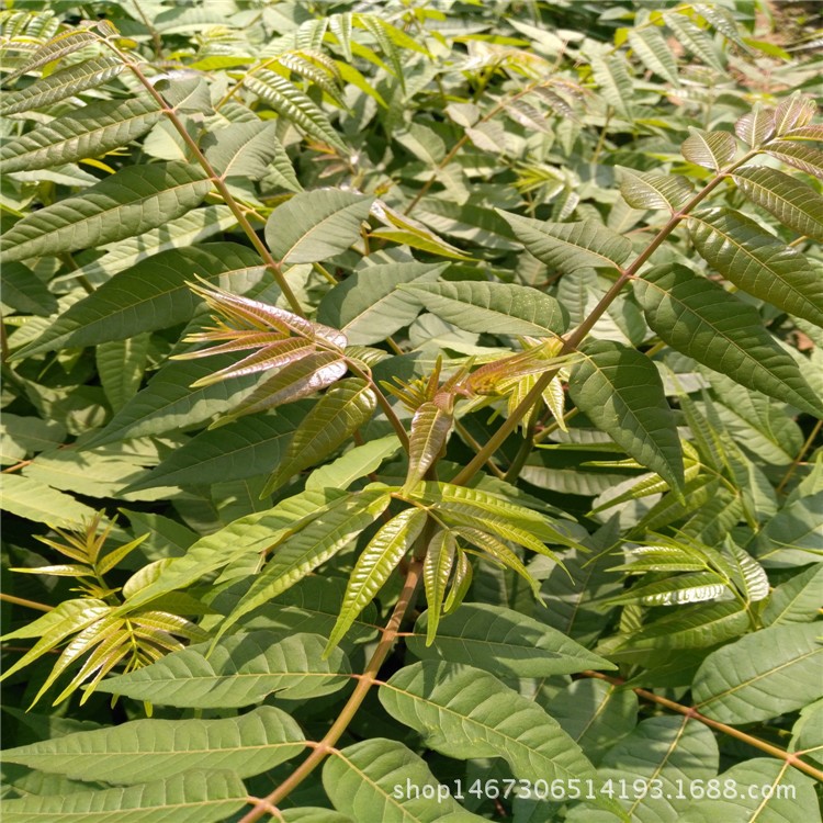 红油香椿价格 基地批发 泰山红油香椿 大棚香椿芽 当年食用香椿