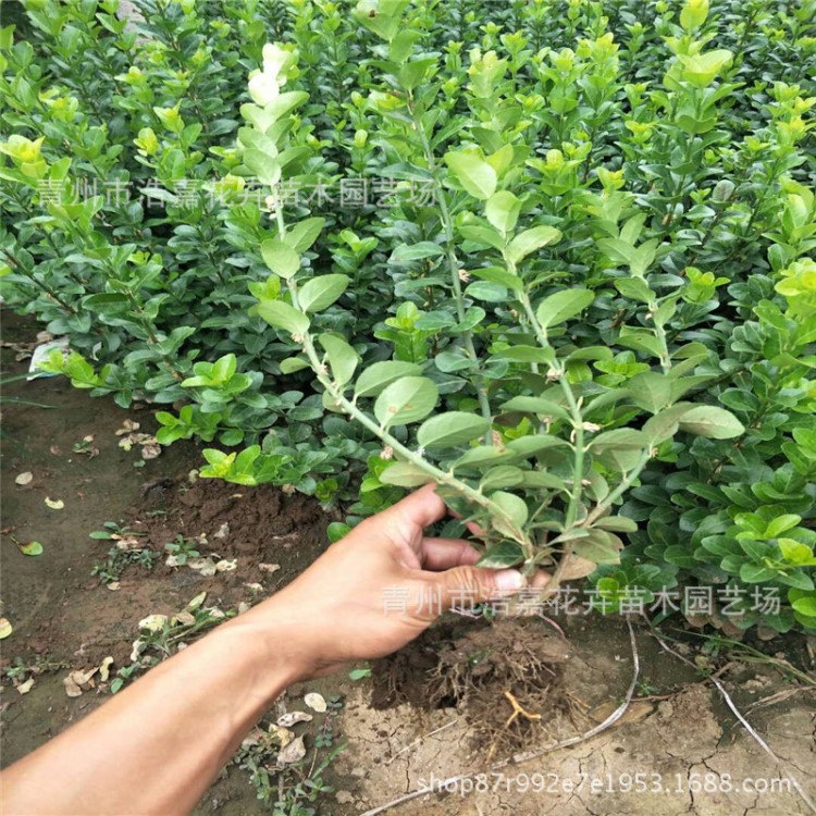 爬行卫矛绿篱 卫矛植物图片 卫矛批发基地