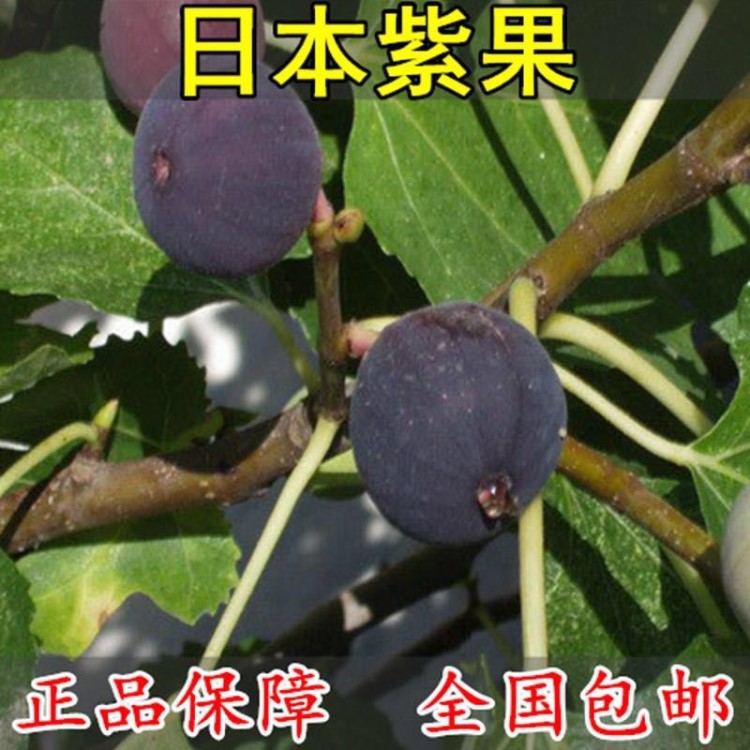 无花果树苗 盆栽庭院阳台盆栽南北方种植果树苗 日本紫果当年结果