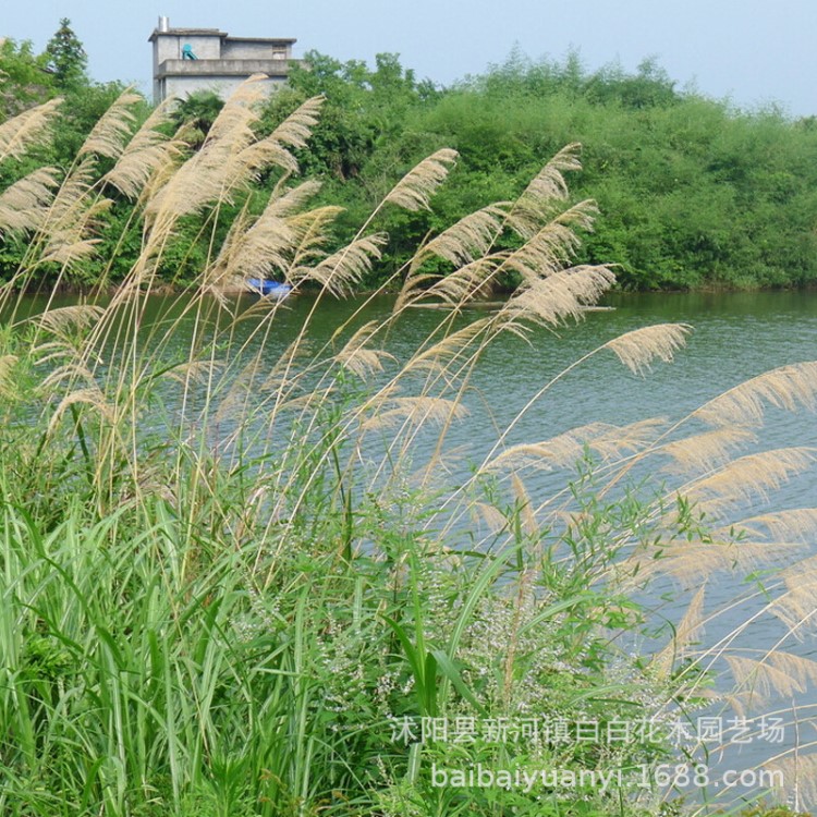 苗圃批发园林植物芦苇苗 水生芦苇 水体绿化 水生植物 绿化苗