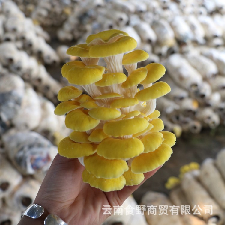 鸡油黄菌新鲜 自家种植基地低价供应 餐饮生鲜食用菌 新鲜榆黄菇