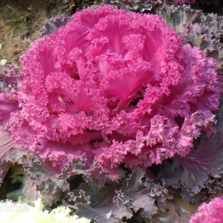 羽衣甘蓝盆栽 花苗观花植物 耐寒花卉水养土培植物基地批发直销