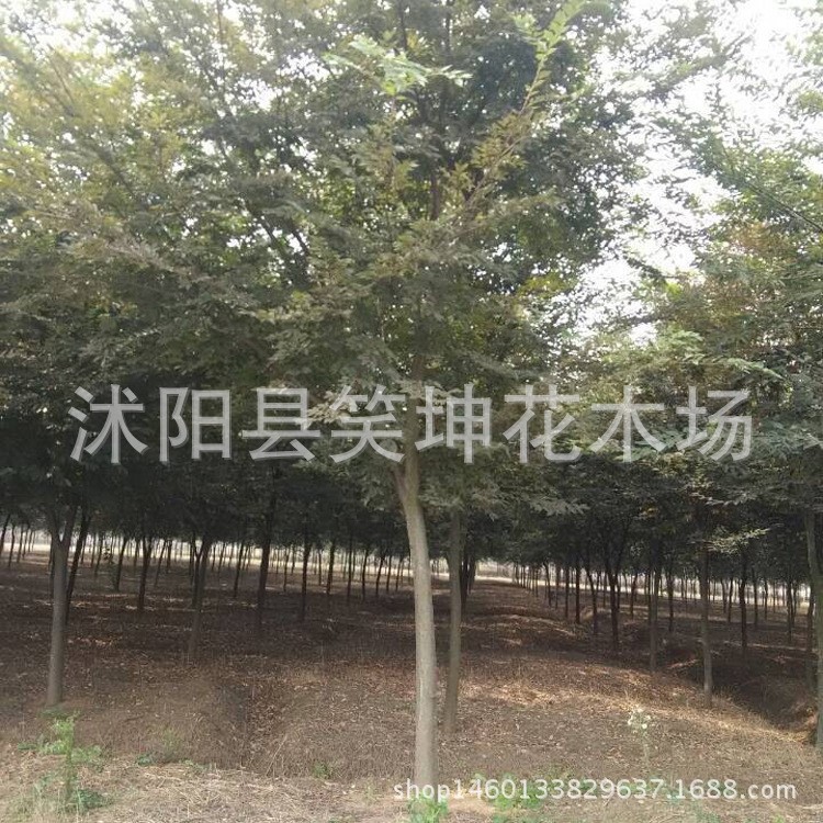 供应 红榉树 又名大叶榉绿化工程 的榉树苗成交率高基地发货