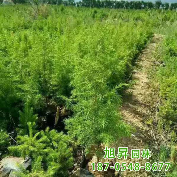 园林批发园林绿化工程树木杜松 适合南北方种植边道绿化杜松树木