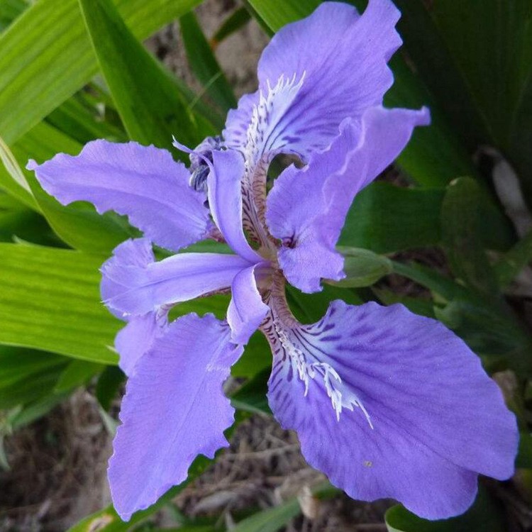 基地批发多年生宿根草本 耐寒 马蔺 别名马兰花 量大优惠